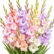 Pastel Mix Gladiolus Bulbs for Planting | Soft Pink, Lavender, Cream & Peach Blooms | Tall Cut Flower Garden Favorites | Summer Blooming Perennial Flower Bulbs 5 Bulbs