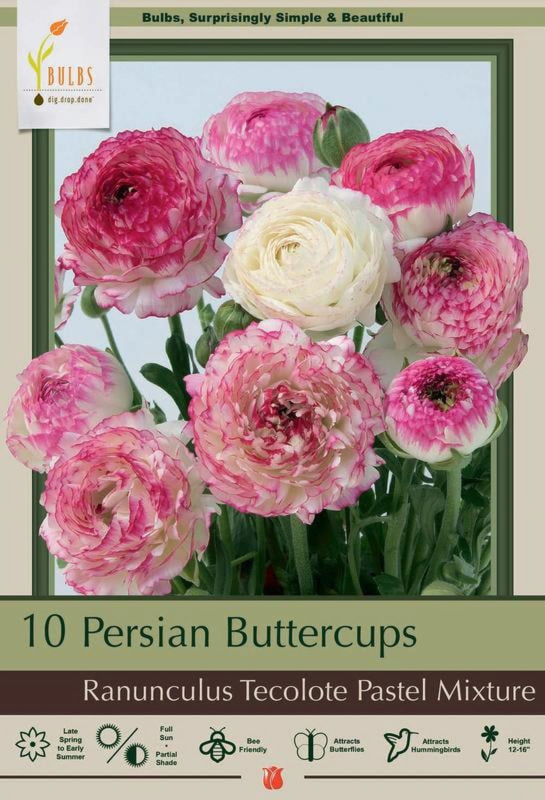 Pastel Mix Persian Buttercups Ranunculus 10 Bulbs - 6/7 cm Bulbs