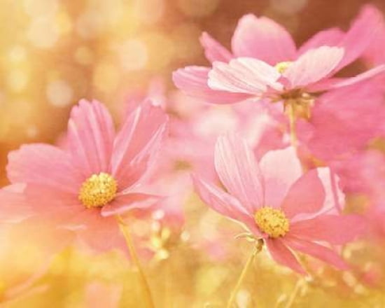 Pastel Pink Cosmos Canvas Art - Ros Berryman (24 x 30)