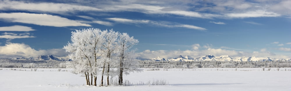 Pasture And Aspen Trees In Winter With The Canadian Rockies In The Background Along The Horse Creek Road Near Cochrane Alberta Canvas Art - Darwin Wiggett Design Pics (25 x 7)