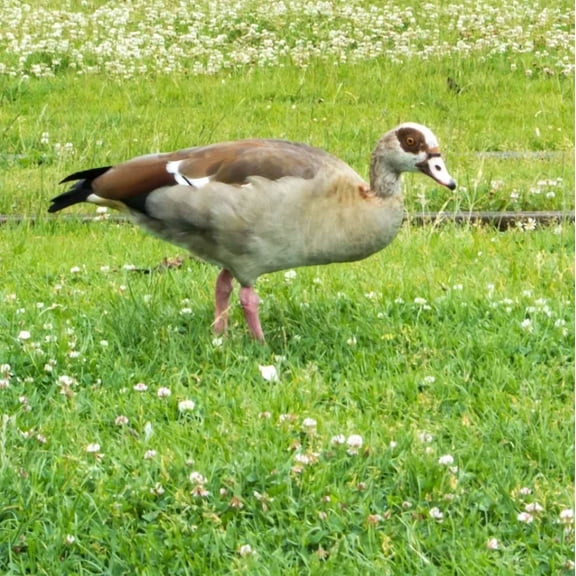 Pasture Clover Mix for Waterfowl Food Plots - 20 Lbs - 20,000 Sq Ft