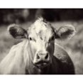 thumbnail image 1 of Pasture Cow by Debra Van Swearingen (36 x 24), 1 of 3