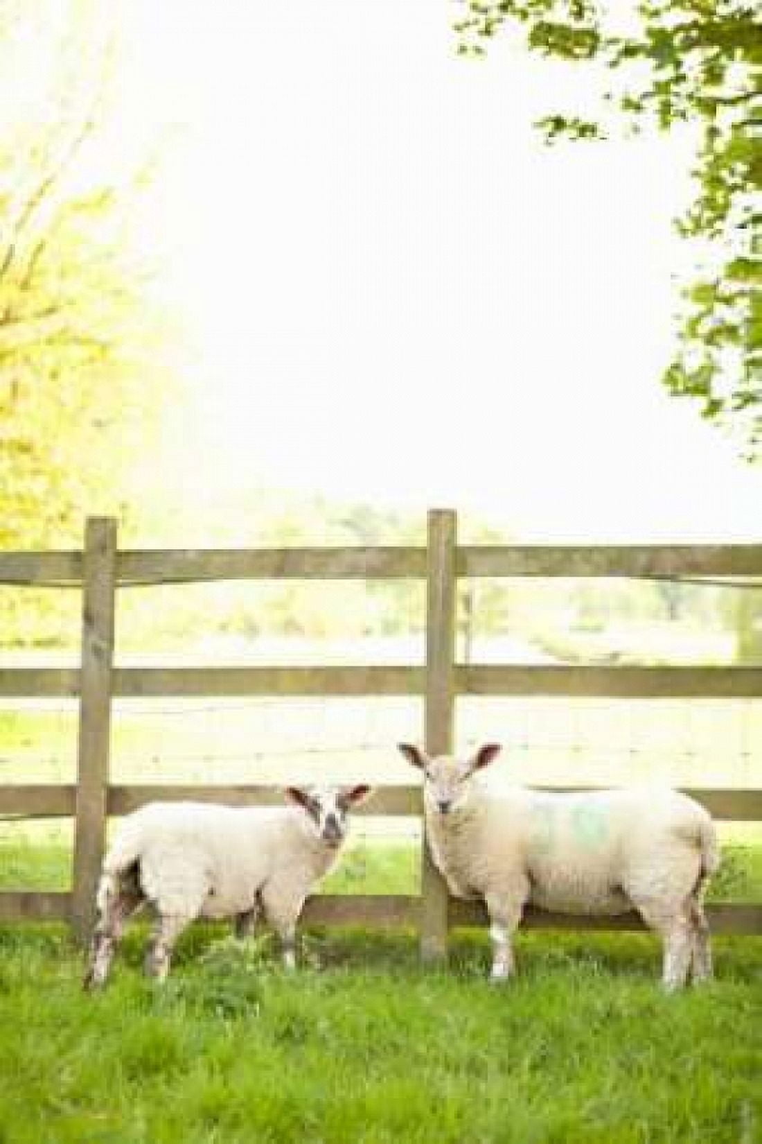 Pasture Sheep I Canvas Art - Karyn Millet (12 x 18)