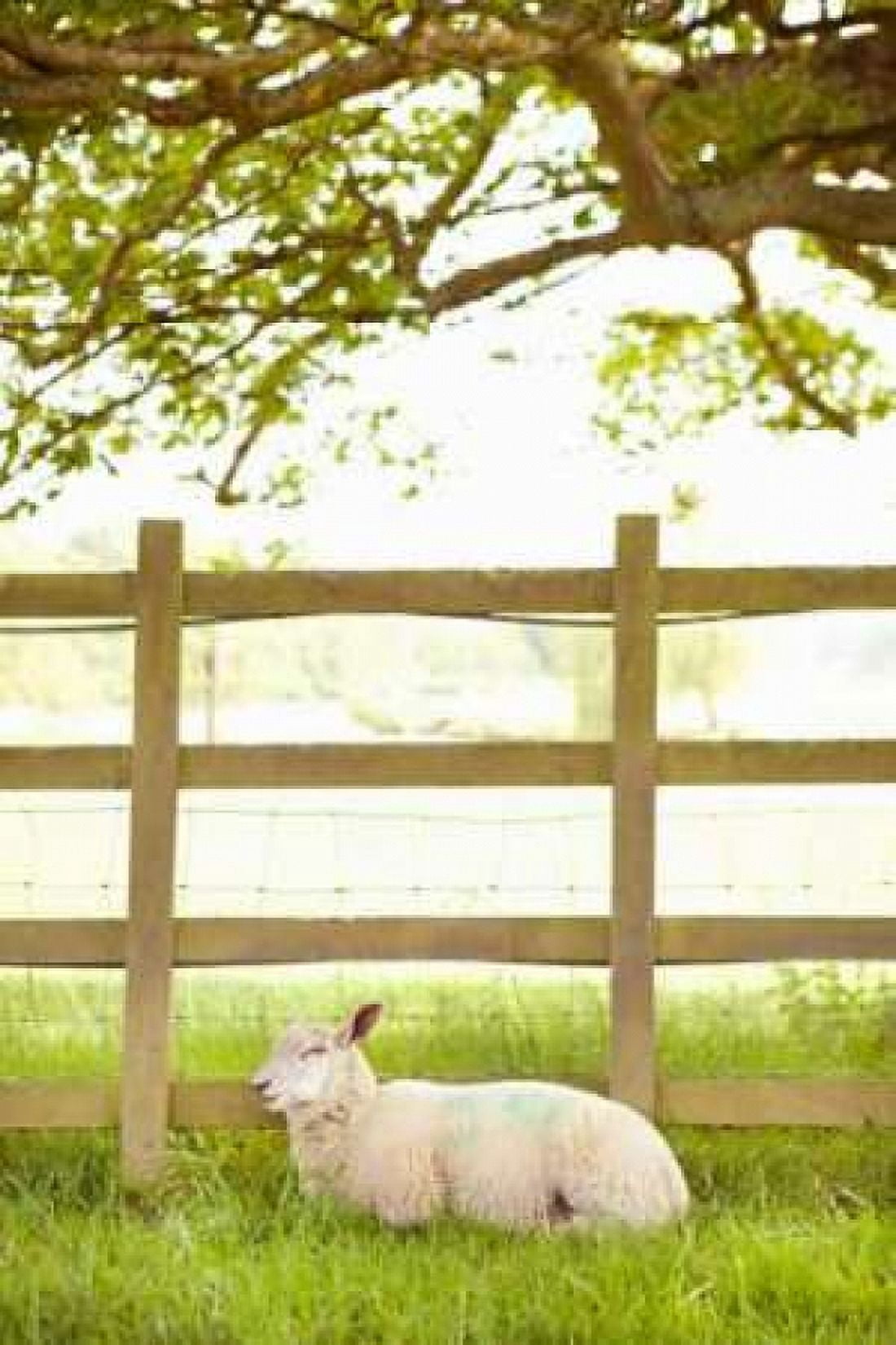 Pasture Sheep II Canvas Art - Karyn Millet (24 x 36)