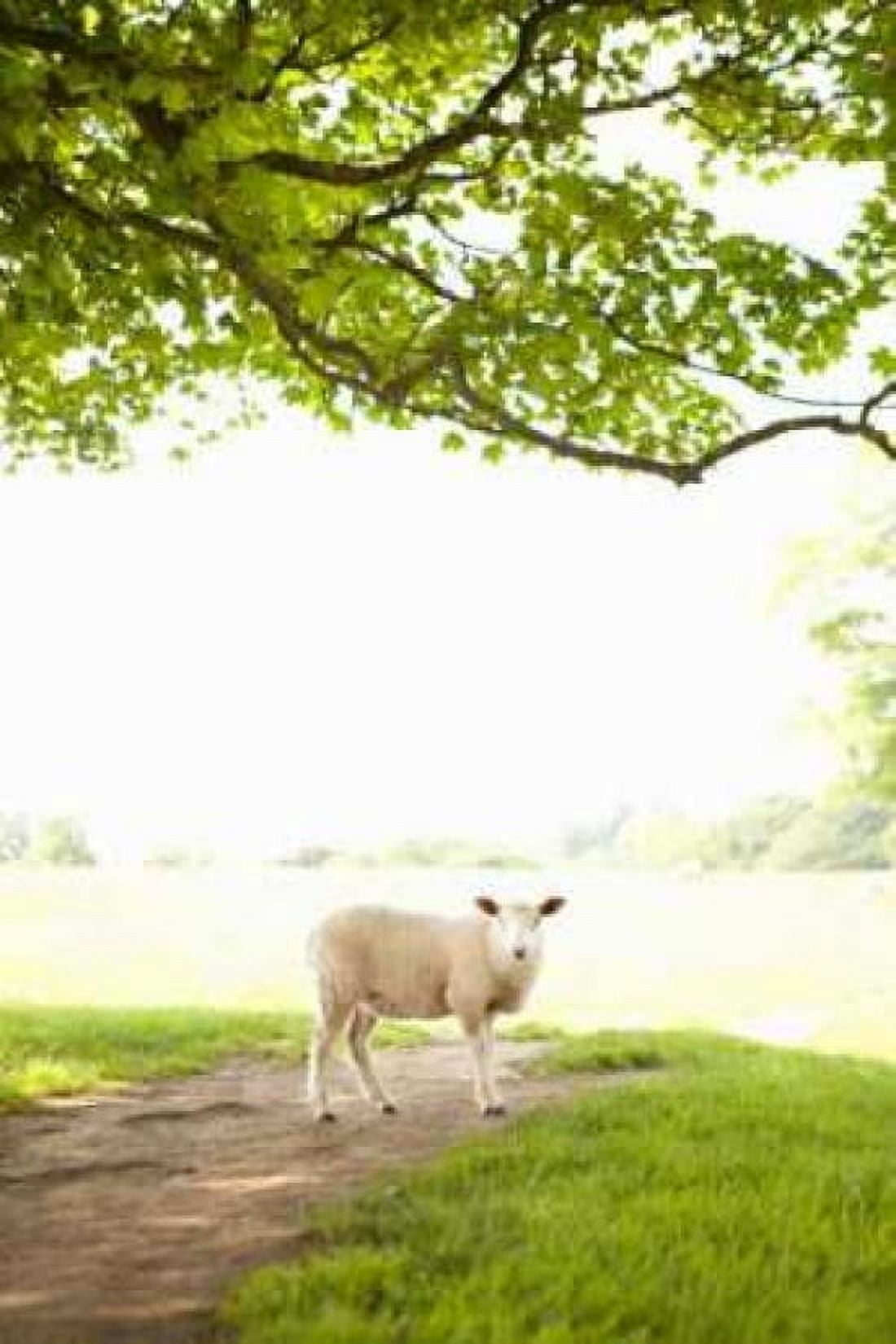 Pasture Sheep III Canvas Art - Karyn Millet (24 x 36)