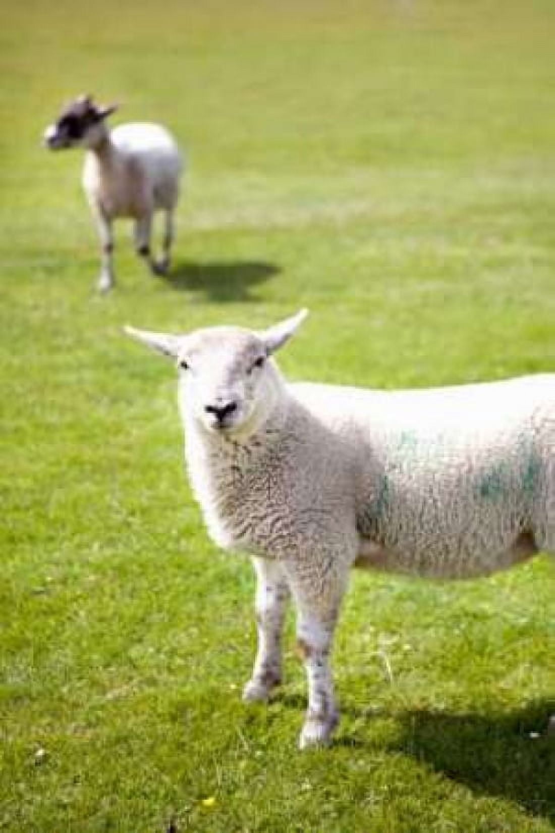 Pasture Sheep IV Canvas Art - Karyn Millet (24 x 36)