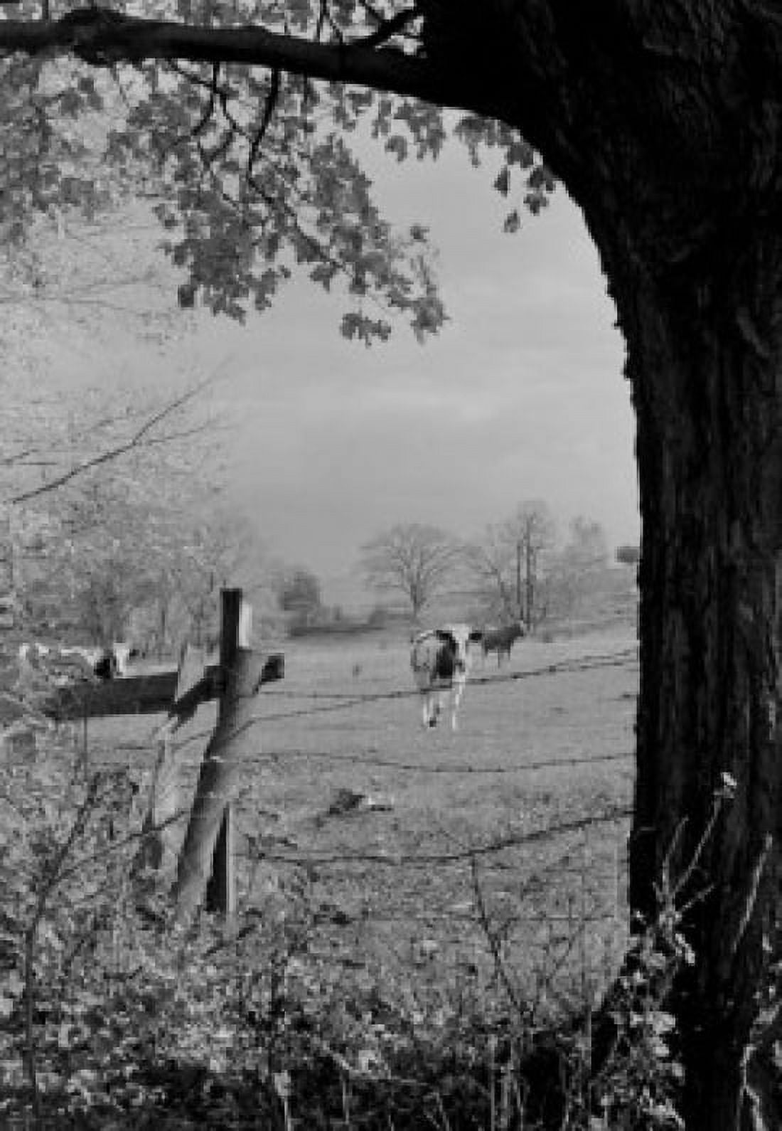 Pasture with cows Canvas Art -  (18 x 24)