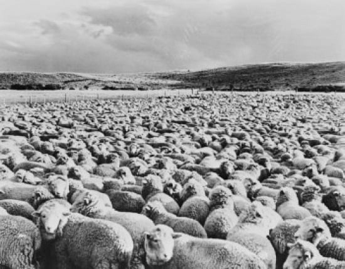 Patagonia Herd of 12000 sheep corralled for night Canvas Art - (18 x 24)