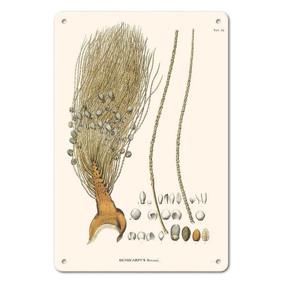 Pataua Palm Tree (Oenocarpus Bataua) - Vintage Botanical Illustration by Carl Friedrich Philipp von Martius c.1820s - 8 x 12 inch Vintage Metal Tin Sign