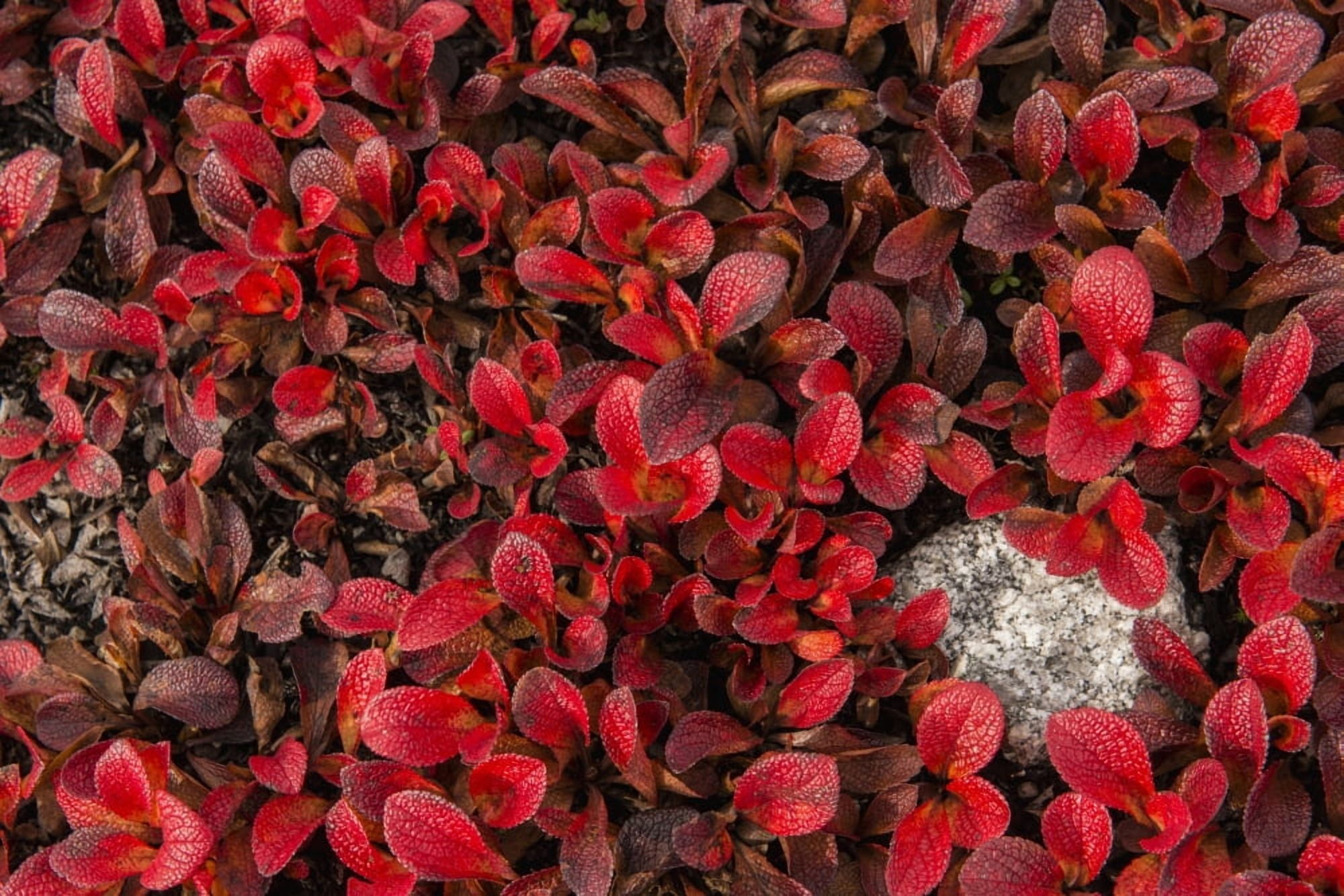 Patch of Bearberries at peak fall colors at Finger Mountain along the Dalton Highway Alaska Canvas Art - Carl Johnson Design Pics (19 x 12)