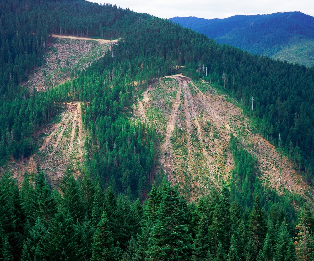 Patches of clearcut mountain Canvas Art - Panoramic Images (18 x 20)