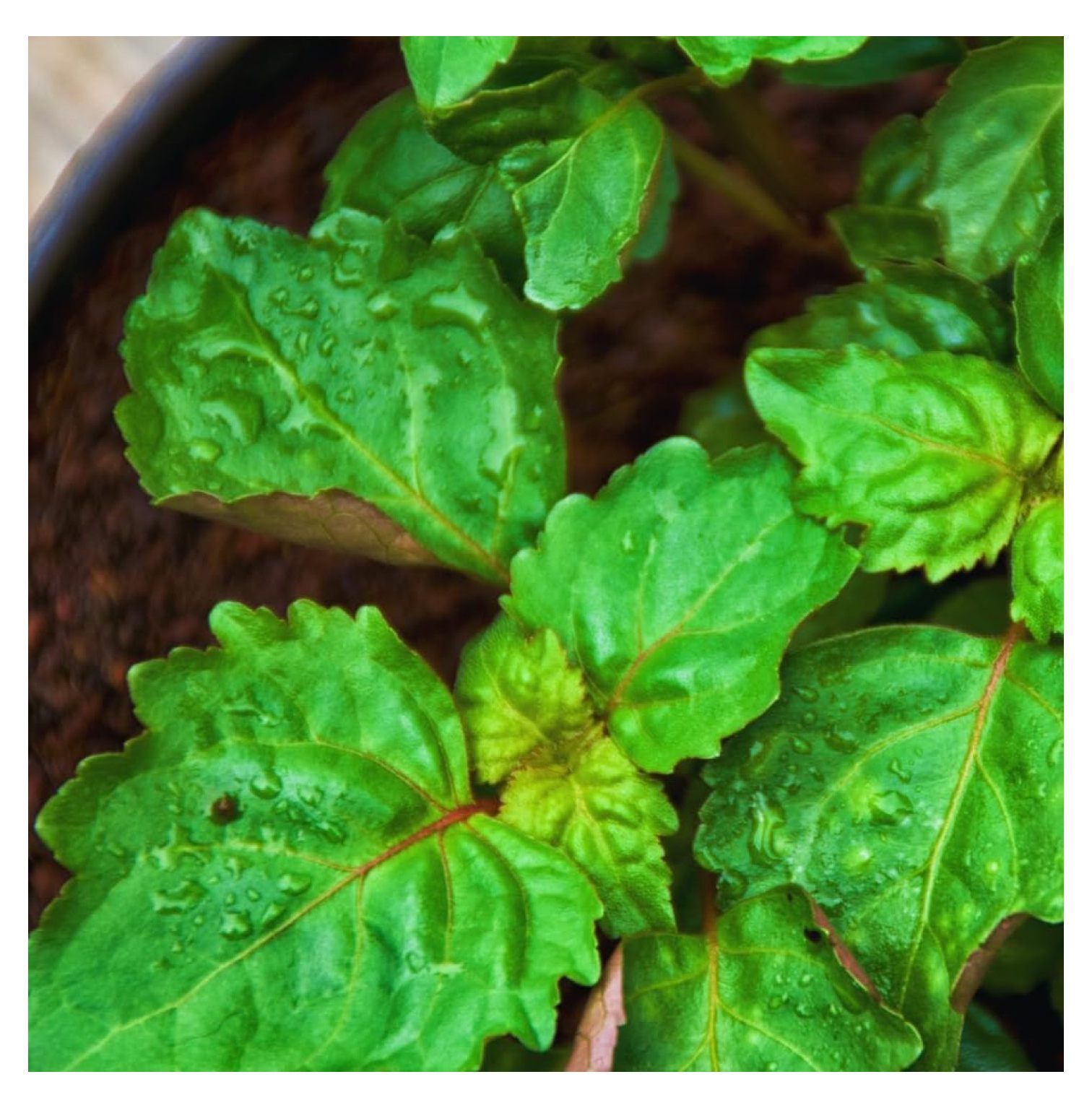 Patchouli Plants Live, 4 Live Plants, 3 Inches to 5 Inches Tall