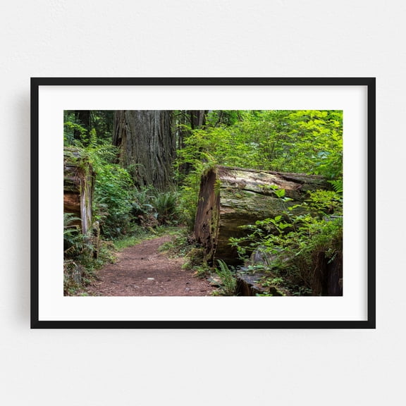 Path Through the Giants - Crescent City California Photography Forest Nature Woodland Wilderness Scenic Botanical Black Framed Wall Art Print 16 x 24 inches