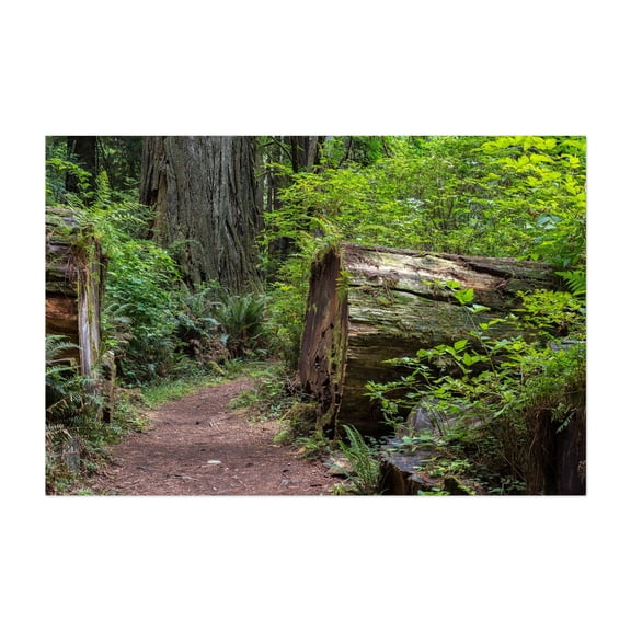 Path Through the Giants - Crescent City California Photography Forest Nature Woodland Wilderness Scenic Botanical Unframed Wall Art Print 40 x 60 inches