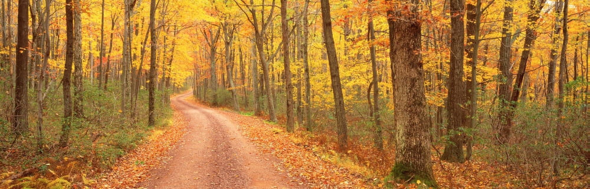 Path Hickory Run State Park PA USA Canvas Art - Panoramic Images (27 x 9)