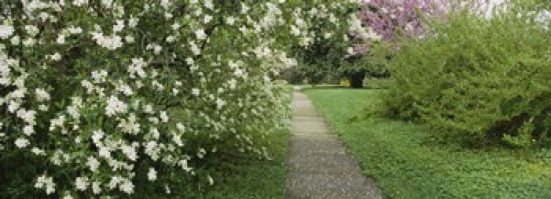 Path In A Park Richmond Virginia USA Canvas Art - Panoramic Images (18 x 7)