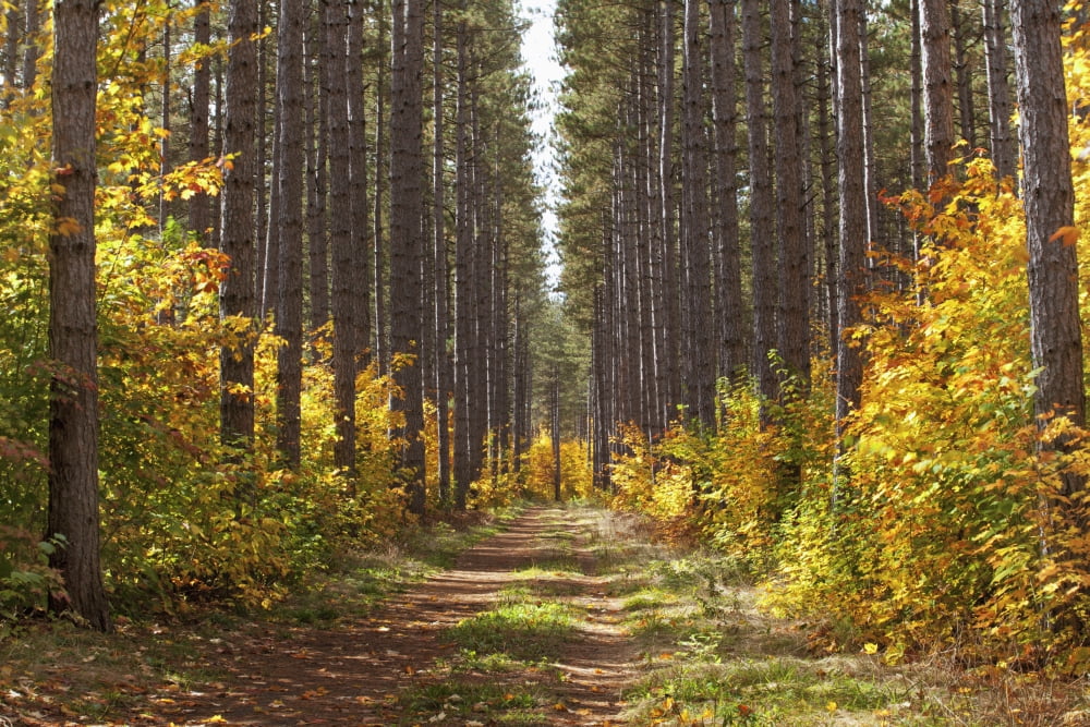 Path Into The Forest In Autumn Sault St Marie Ontario Canada Canvas Art - Susan Dykstra Design Pics (19 x 12)