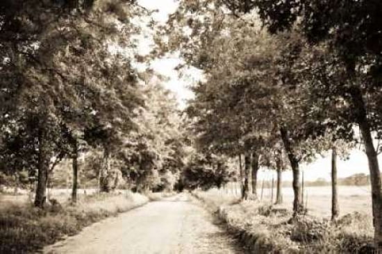 Path Less Taken Canvas Art - Sonja Revells (24 x 36)