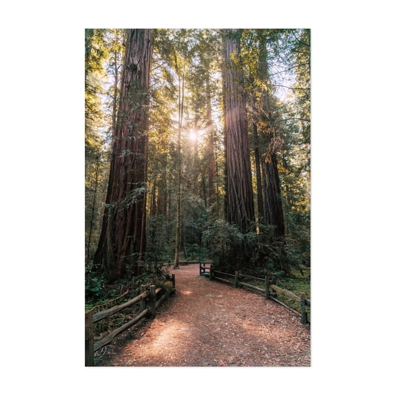 Path through the Pines - Felton California Photography Forest Nature Woodland Scenic Landscape Wilderness Autumn Unframed Wall Art Print 20 x 30 inches