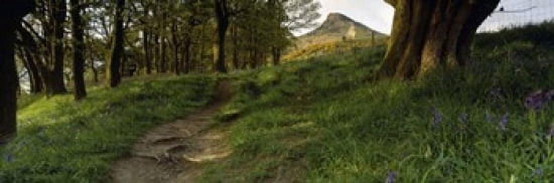 Path Running Through A Forest Newton Wood Yorkshire England United Kingdom Canvas Art - Panoramic Images (18 x 6)