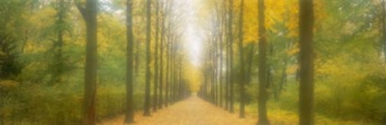 Path Schwetzingen Germany Canvas Art - Panoramic Images (36 x 12)
