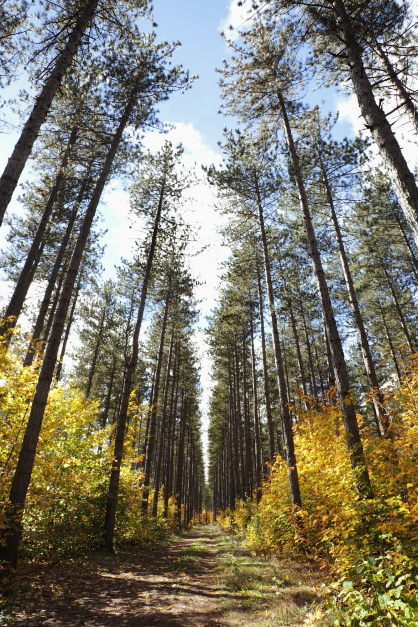Path Through A Forest In Autumn Sault St Marie Ontario Canada Canvas Art - Susan Dykstra Design Pics (12 x 19)