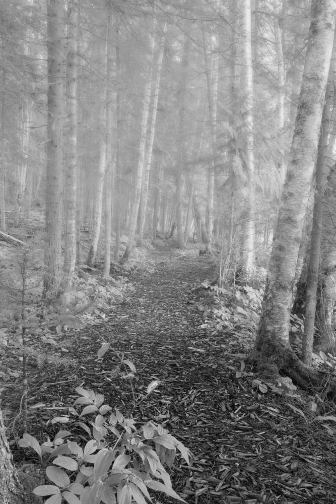 Path Through A Mixed Woods Forest In The Fog Rocky Mountain House Alberta Canada Canvas Art - Roberta Murray Design Pics (26 x 40)