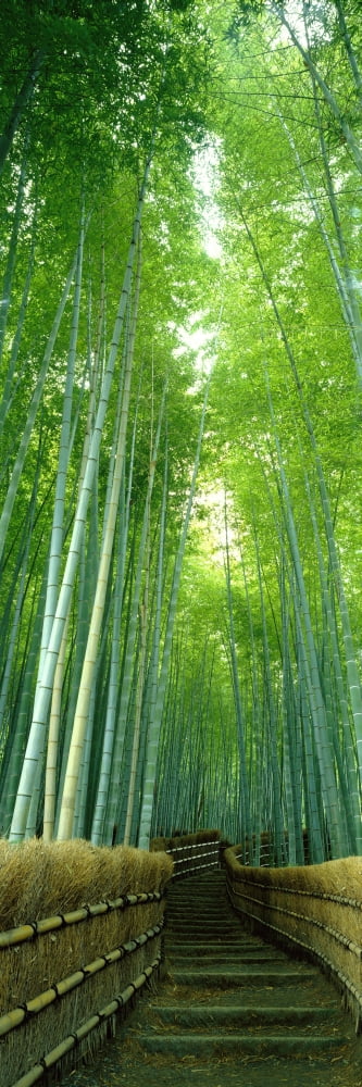 Path Through Bamboo Forest Kyoto Japan Canvas Art - Panoramic Images (36 x 12)