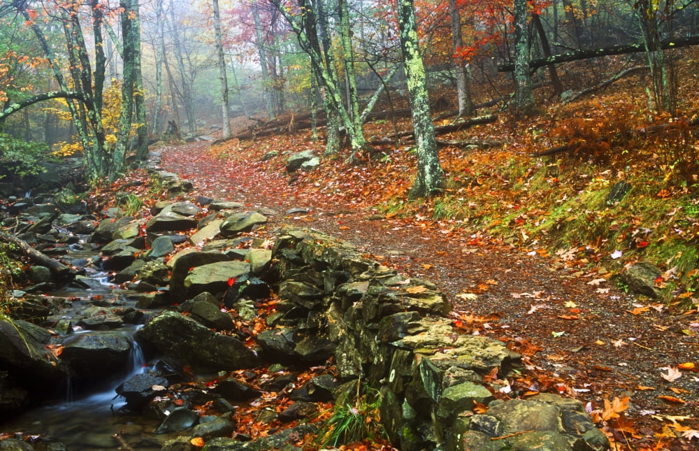 Path Through Forest Shenandoah National Park Virginia Usa Canvas Art - Bilderbuch Design Pics (36 x 22)