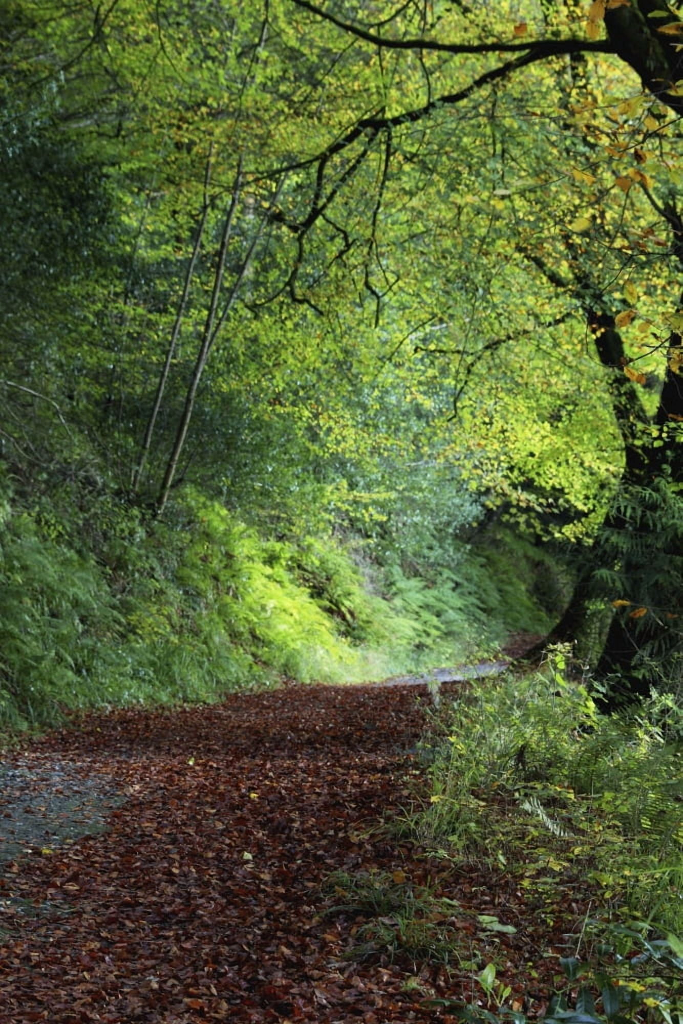 Path Through The Woods Inistioge County Kilkenny Ireland Canvas Art - Trish Punch Design Pics (12 x 19)