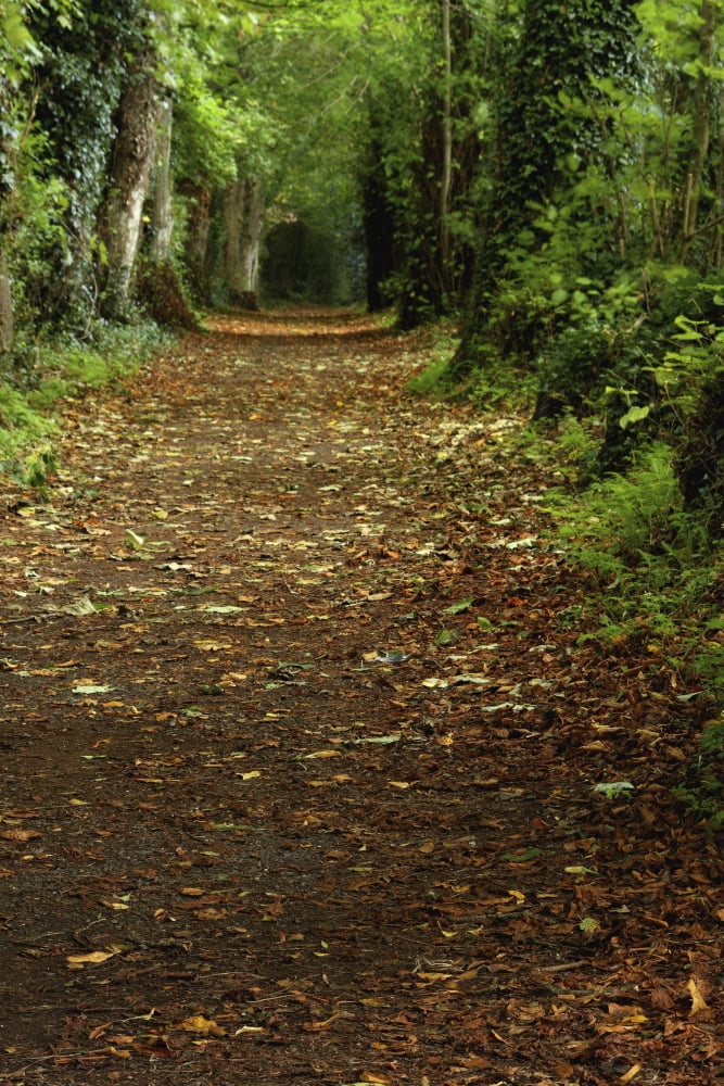 Path Through Woods Cahir County Tipperary Ireland Canvas Art - Trish Punch  Design Pics (24 x 38)
