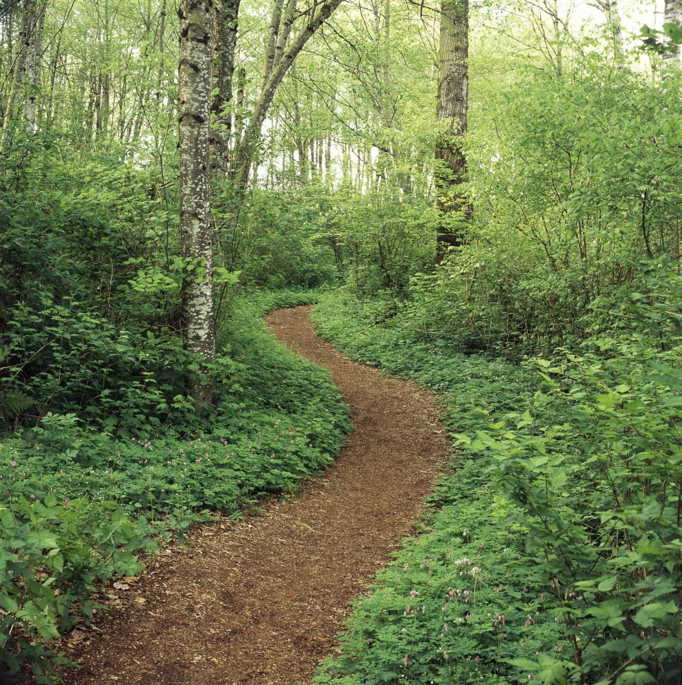 Path Through Woods Canvas Art - Bert Klassen Design Pics (24 x 24)