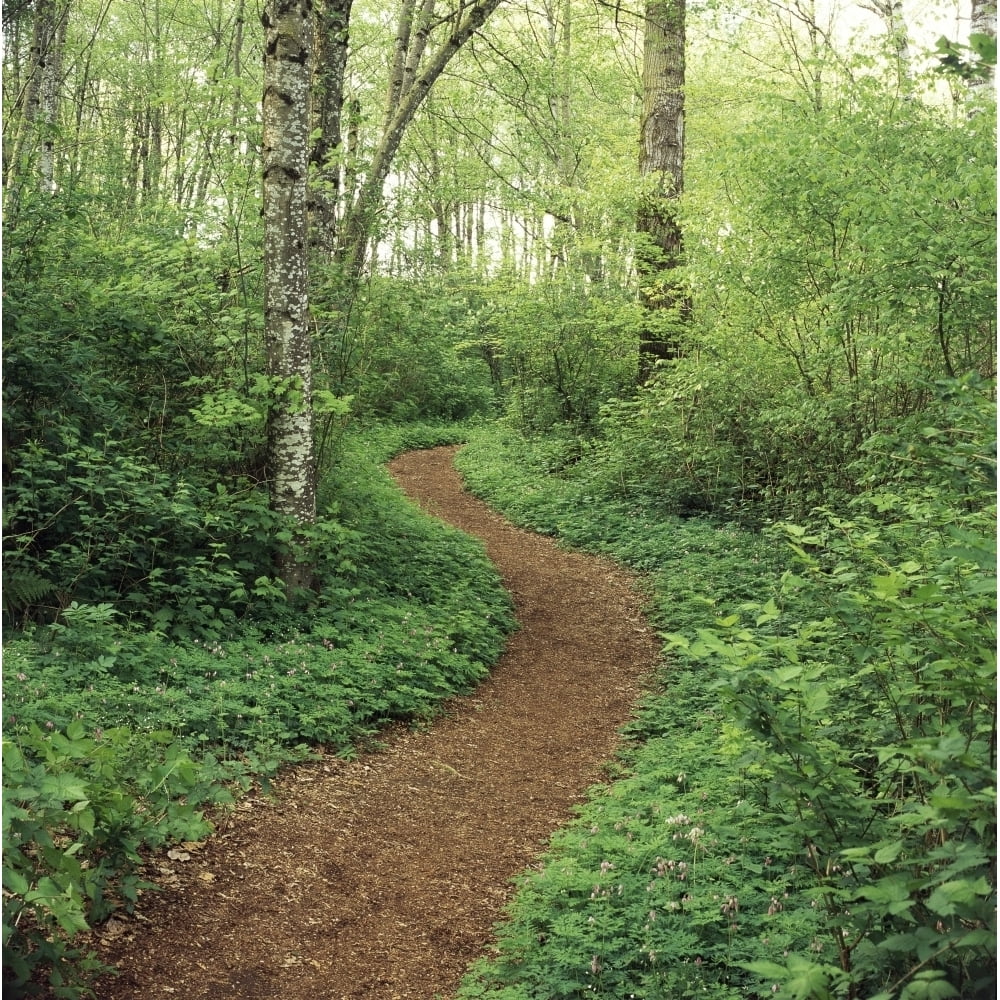 Path Through Woods Poster Print