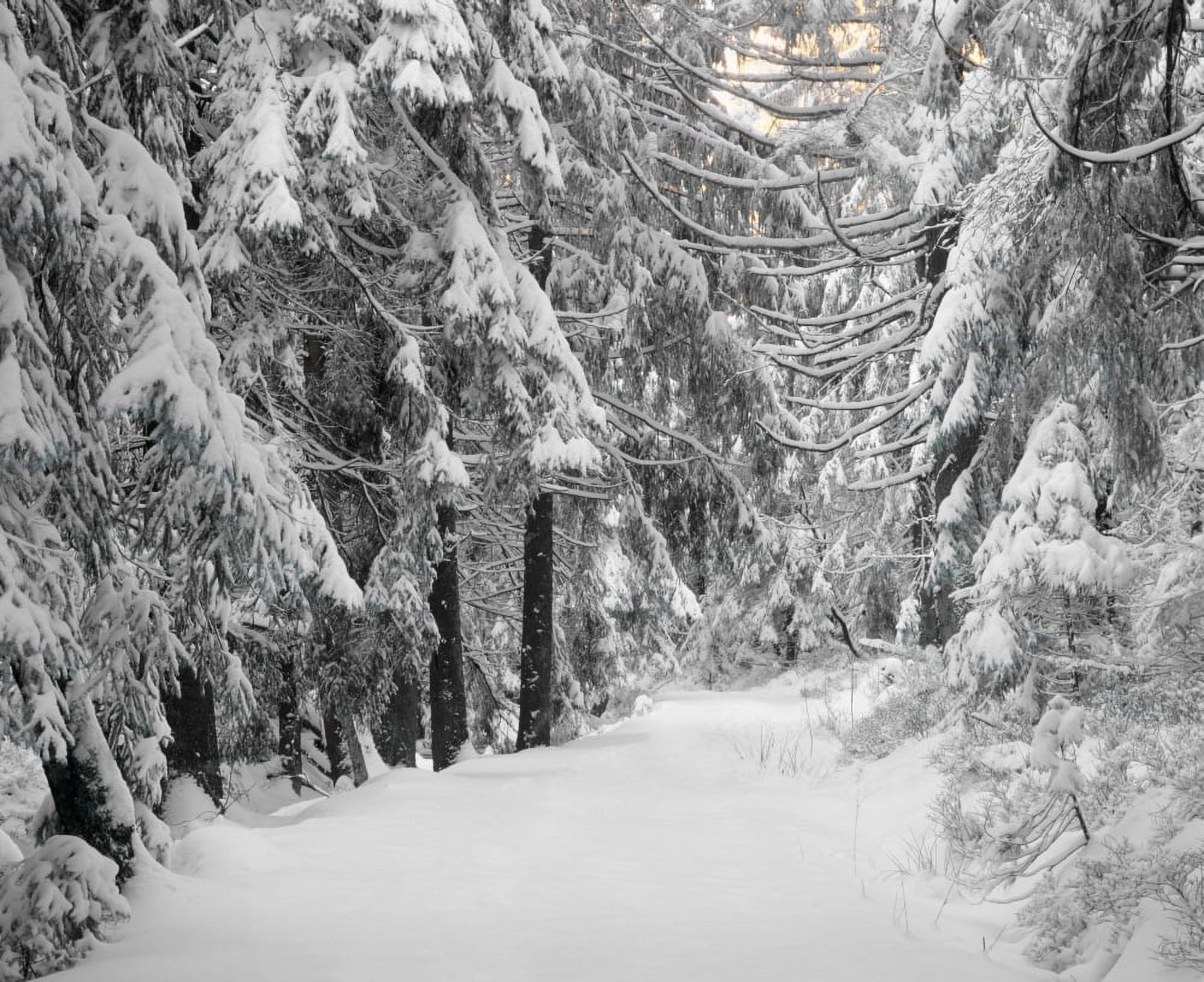 Path through a forest in winter at Nature Reserve Kaltenbronn Gernsbach Black Forest Baden-Wurttemberg Germany Canvas Art - Panoramic Images (29 x 36)