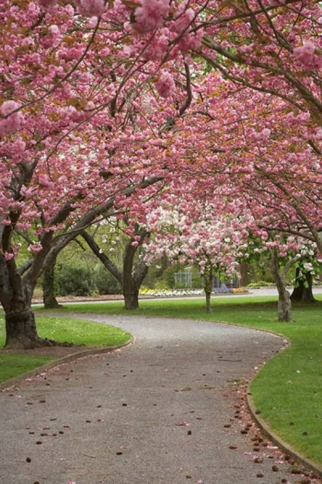 Path in Spring Blossom Ashburton Domain New Zealand Canvas Art - David Wall DanitaDelimont (23 x 34)