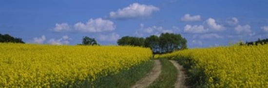 Path in a field Germany Canvas Art - Panoramic Images (36 x 12)