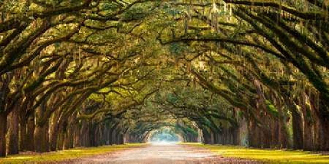 Path lined with oak trees Canvas Art - Anonymous (10 x 20)