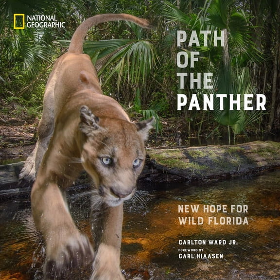 Path of the Panther : New Hope for Wild Florida (Hardcover)