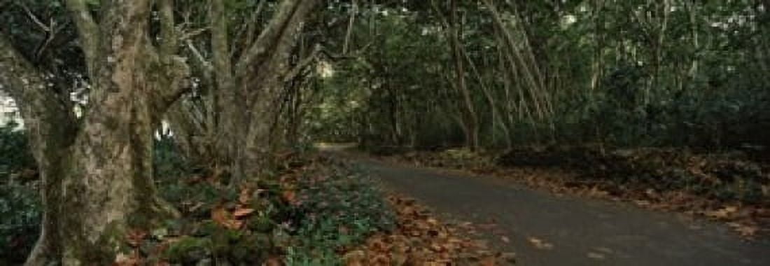 Path passing through a forest Maui Hawaii USA Canvas Art - Panoramic Images (18 x 7)