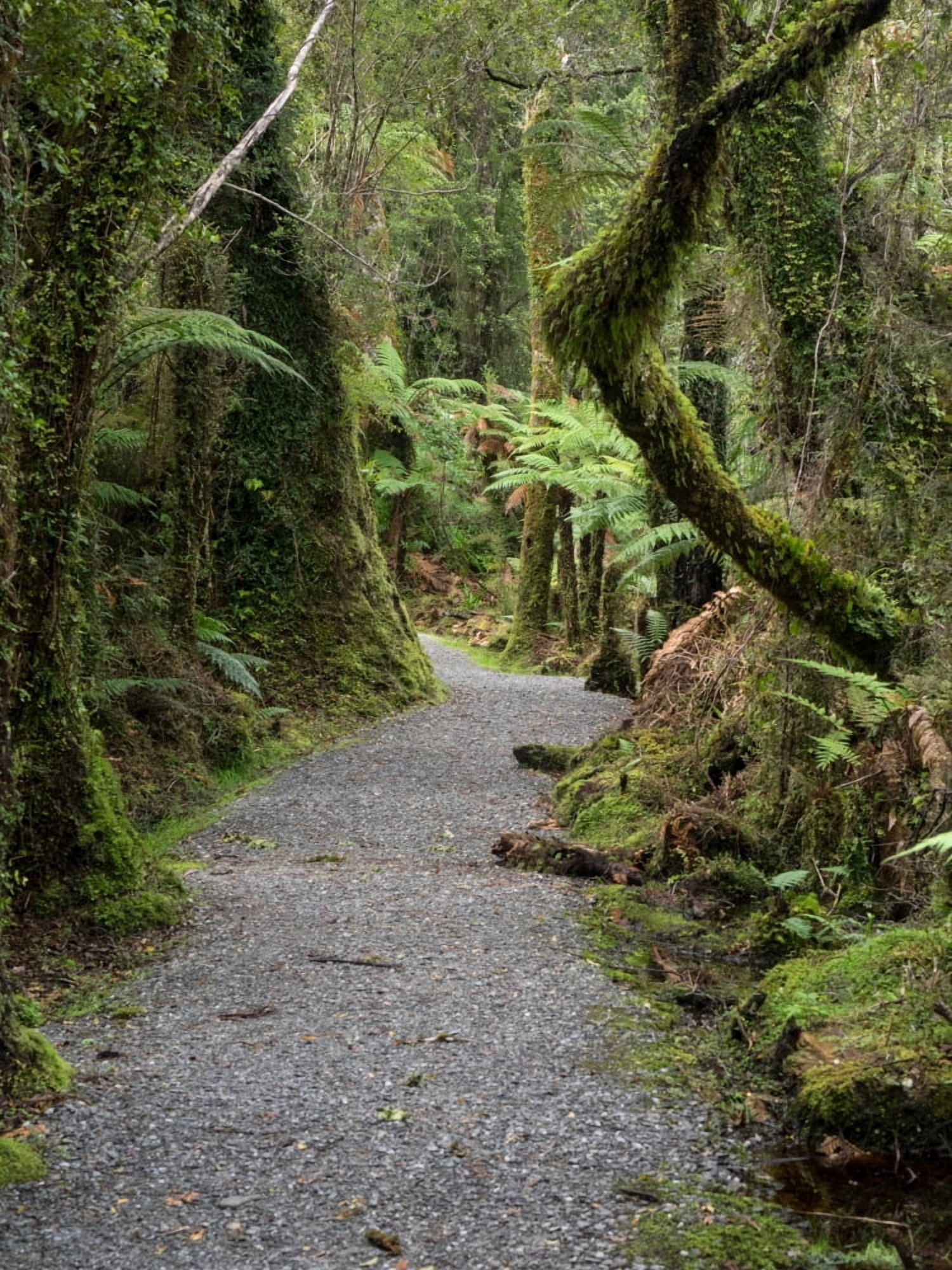 Path passing through forest Te Wahipounamu West Coast South Island New Zealand Canvas Art - Panoramic Images (24 x 36)
