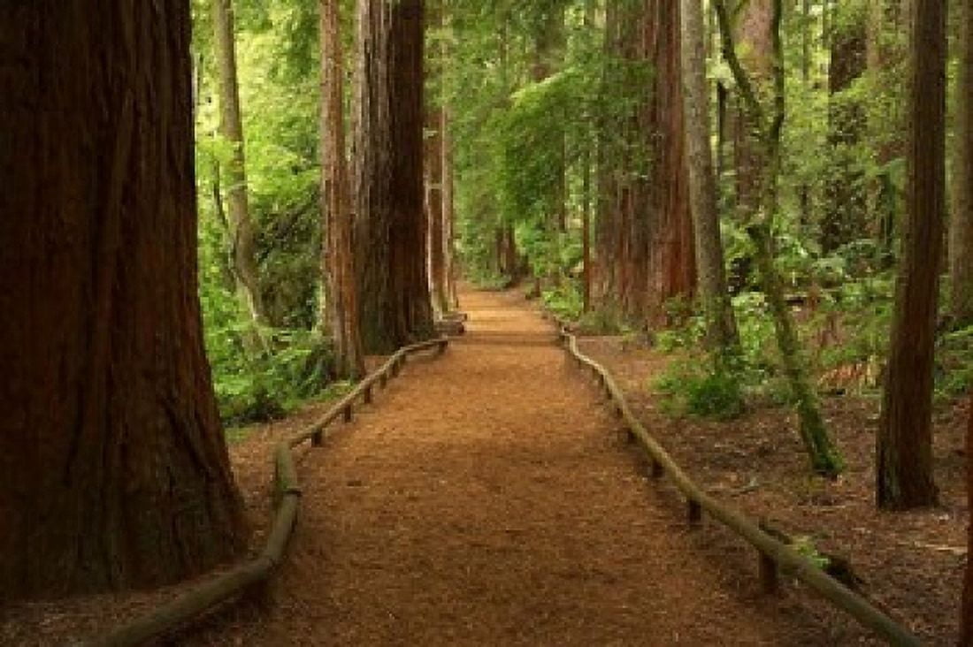 Path through Redwood Forest Rotorua New Zealand Canvas Art - David Wall DanitaDelimont (26 x 17)
