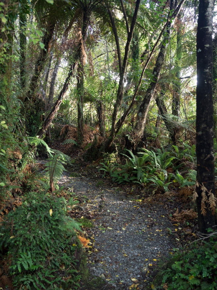 Path through forest on edge of Lake Moeraki West Coast South Island New Zealand Canvas Art - Panoramic Images (24 x 36)