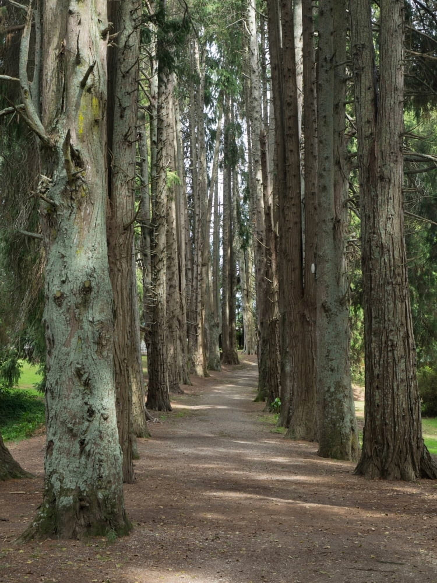 Path through trees leading to Okoroire Hot Springs Hotel Tirau North Island New Zealand Canvas Art - Panoramic Images (18 x 24)