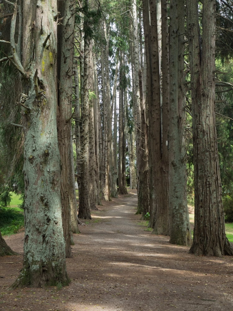 Path through trees leading to Okoroire Hot Springs Hotel Tirau North Island New Zealand Canvas Art - Panoramic Images (24 x 36)