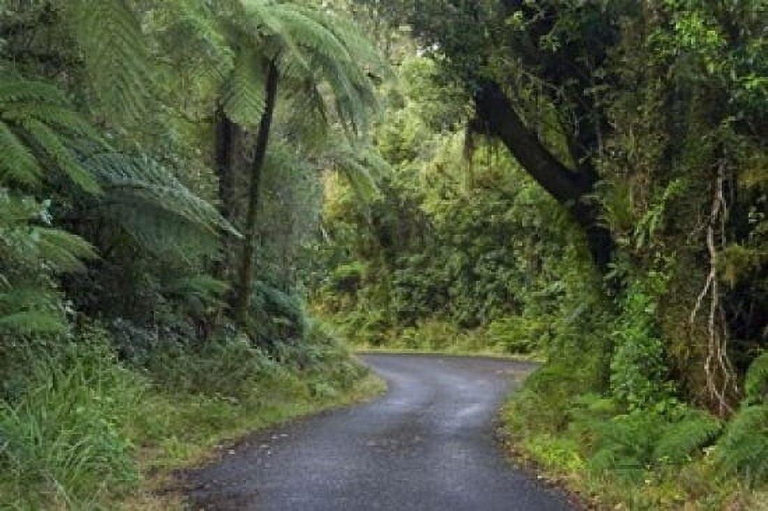 Path to Dawson Falls Egmont North Island New Zealand Canvas Art - David Wall DanitaDelimont (17 x 11)