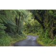thumbnail image 1 of Path to Dawson Falls, Egmont, North Island, New Zealand Poster Print by David Wall (17 x 11), 1 of 1