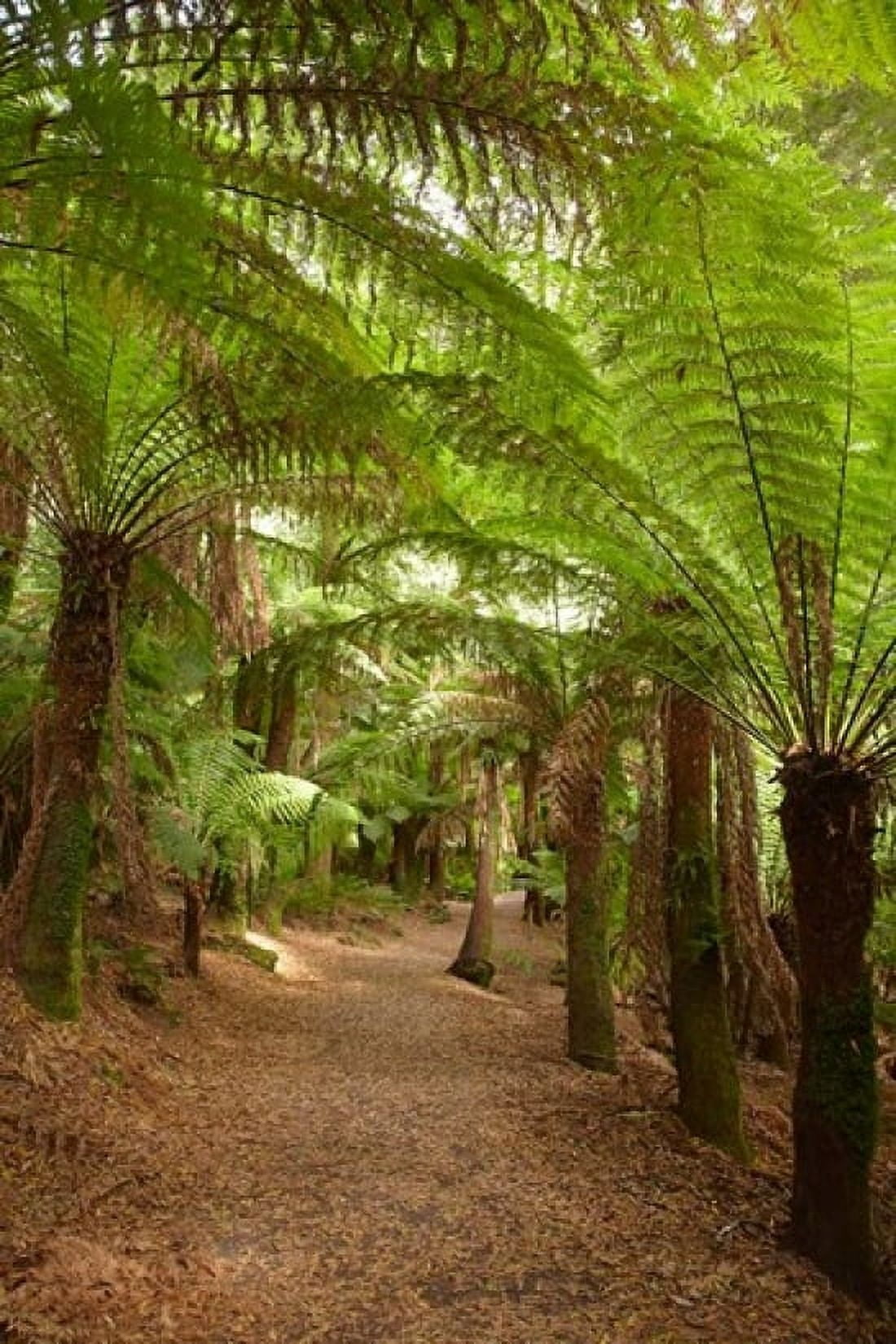 Path to St Columba Falls State Reserve Australia Canvas Art - David Wall DanitaDelimont (19 x 29)