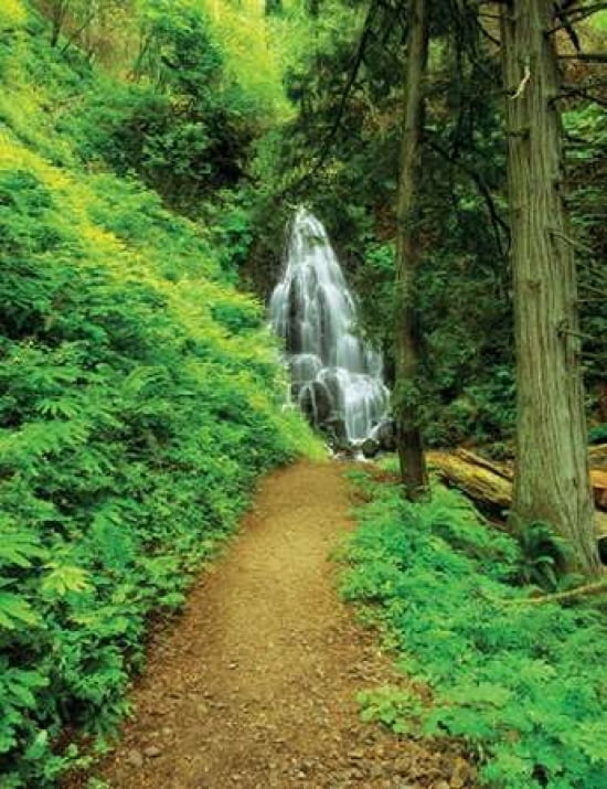 Path to the Falls Canvas Art - Dennis Frates (22 x 28)