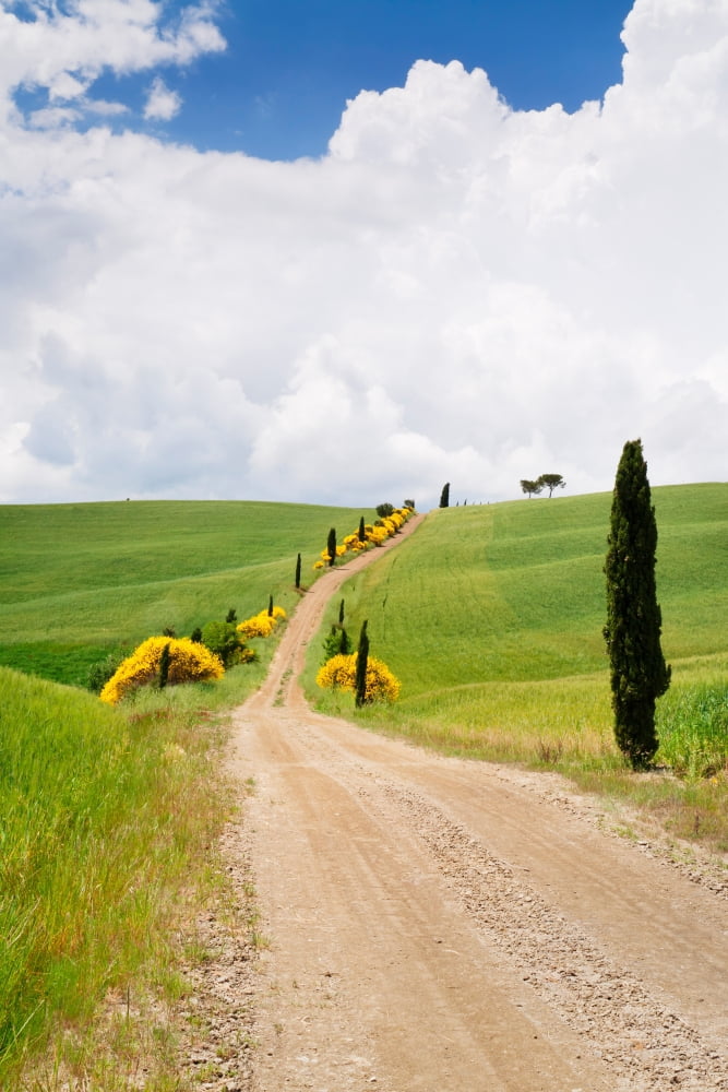Path with cypress trees in field San Quirico dOrcia Val dOrcia Siena Province Tuscany Italy Canvas Art - Panoramic Images (27 x 9)