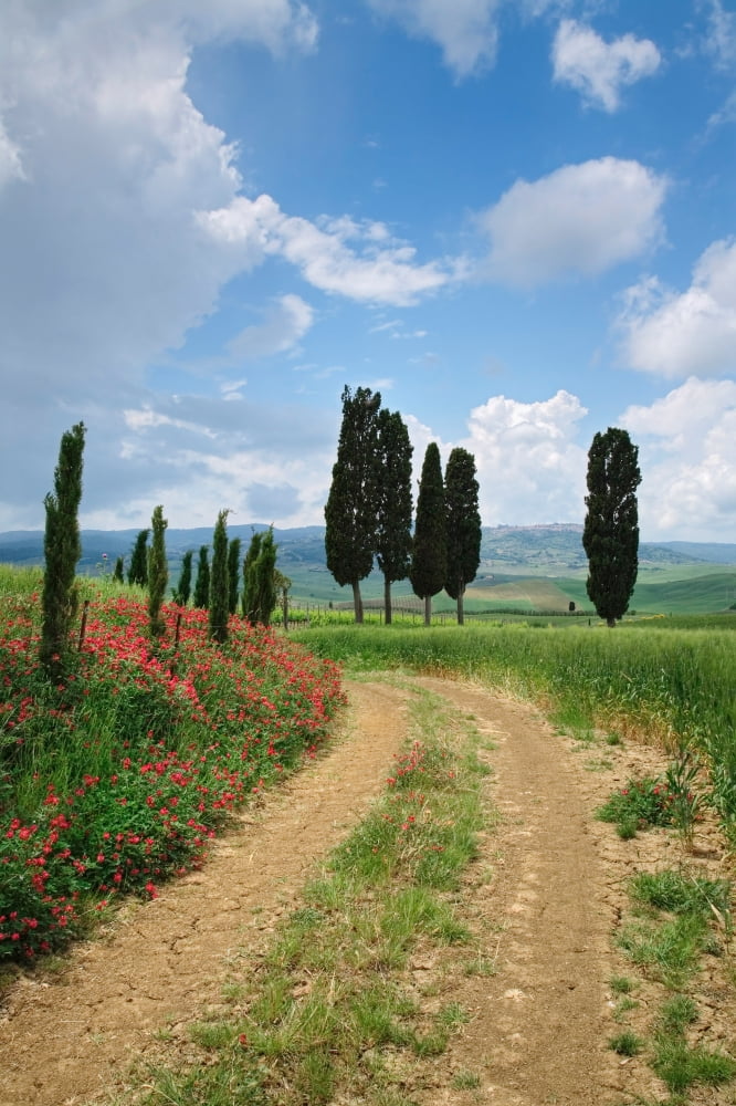 Path with cypress trees in field San Quirico dOrcia Val dOrcia Siena Province Tuscany Italy Canvas Art - Panoramic Images (27 x 9)